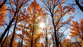 golden light filters through the branches of tall maple trees during peak autumn. photo