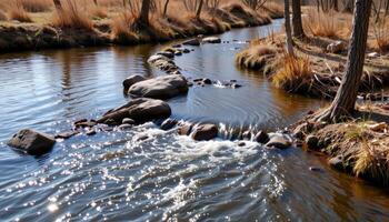 a gentle stream splits into several channels as it flows through a wetland. photo