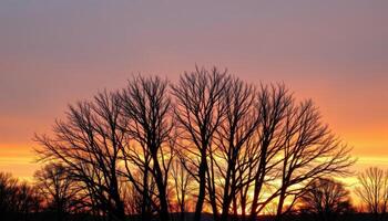 bare trees stand silhouetted against the glowing horizon of an early sunrise. photo