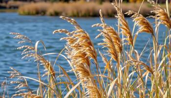 dry reeds rustle in the wind beside a slowly moving river. photo