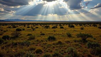 light filters through thin clouds, casting dappled patterns over a vast savanna. photo