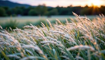 a strong breeze ripples through a field of silver tipped grass at dusk. photo