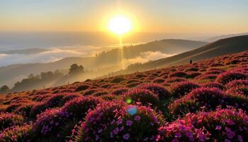 morning sun breaks through mist on a hillside covered in heather. photo