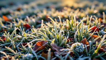 crystalline frost sparkles on grass and leaves in the first light of dawn. photo