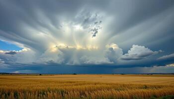 a thunderstorm builds over a prairie, dark clouds rolling across golden fields. photo