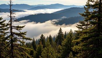 a blanket of fog slowly rolls over a ridge of pine covered hills. photo