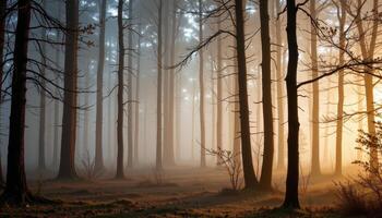 morning fog filters sunlight into glowing columns between tree trunks. photo