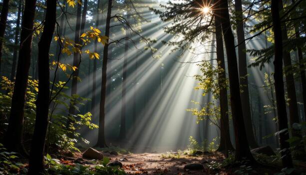 soft beams of light pierce through the treetops in a quiet forest glade. photo