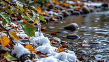 ice clings to the edges of leaves and stones beside a silent brook. photo