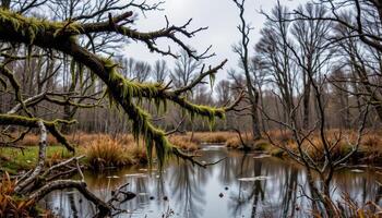moss hangs from twisted branches over a quiet swamp under cloudy skies. photo