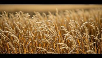 the whisper of wind moves gently through fields of tall, dry grass. photo
