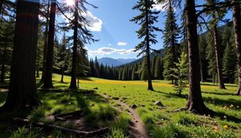 the forest opens suddenly to reveal a sun drenched alpine meadow. photo