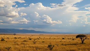 the vast savanna stretches endlessly beneath a cloud streaked sky. photo