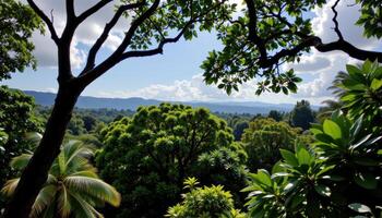 the canopy of a dense jungle blocks most of the sunlight below. photo