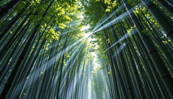 a dense bamboo grove with shafts of light breaking through the leaves above. photo