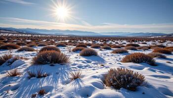 a windswept tundra with patches of snow and hardy shrubs under a low winter sun. photo