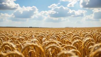 a field of golden wheat swaying in rhythmic waves beneath a sky dotted with clouds. photo