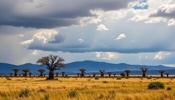 a golden savanna landscape dotted with baobab trees under dramatic clouds. photo