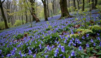 a hillside covered in bluebells and ferns under a soft spring rain. photo