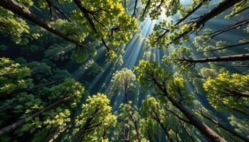 a forest canopy seen from above, with patches of sunlight creating intricate patterns. photo