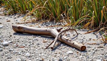 a gravel covered riverbank where driftwood lies among the reeds and sand. photo