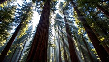 a forest of giant redwoods towering high into a canopy of filtered sunlight. photo