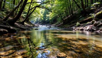 a forest river with overhanging trees and crystal clear shallows. photo