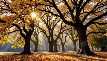 a grove of ancient trees where light filters through a canopy of golden leaves. photo
