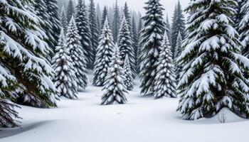 a dense coniferous forest blanketed in a thick layer of fresh snow, quiet and undisturbed. photo