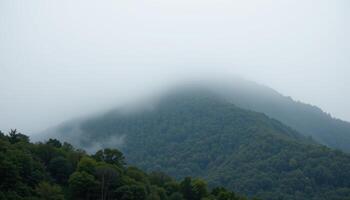 a dense fog enveloping a forested hillside, with only the tops of trees visible above the mist. photo