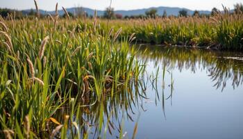 a tranquil wetland filled with tall reeds and still pools, alive with subtle reflections. photo
