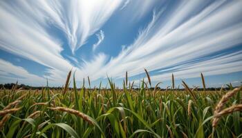 a field of tall grasses swaying beneath a sky streaked with fast moving clouds. photo