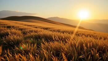 a rolling hill covered in golden grasses, glowing softly in the light of an early morning sun. photo
