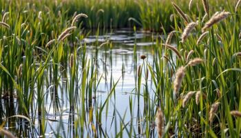 a quiet marshland filled with tall grasses swaying gently in a cool breeze. photo