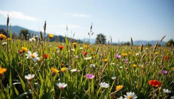 a peaceful meadow dotted with tall grasses and wildflowers, gently swaying in a cool breeze. photo