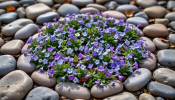 a circle of smooth river stones filled with blooming wild violets and forget me nots photo