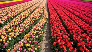 a bird's eye view of a winding path through a massive field of blooming tulips photo