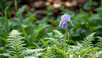 a single blooming iris standing tall amid a sea of green ferns photo