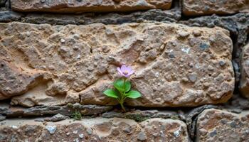 a tiny flower growing between bricks in a centuries old stone wall photo