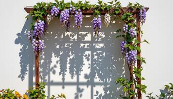 a geometric shadow pattern cast by a trellis covered in wisteria photo