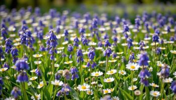 a field of bluebells and daisies waving gently in a soft summer breeze photo