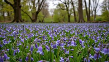 a field of bluebells swaying gently under the soft light of an overcast sky photo