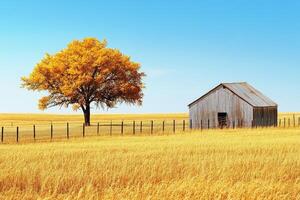 A tree and a barn in a field photo