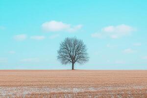 A lone tree stands in a field with a blue sky photo