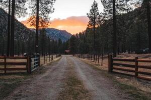 A dirt road leading to a gate with pine trees photo