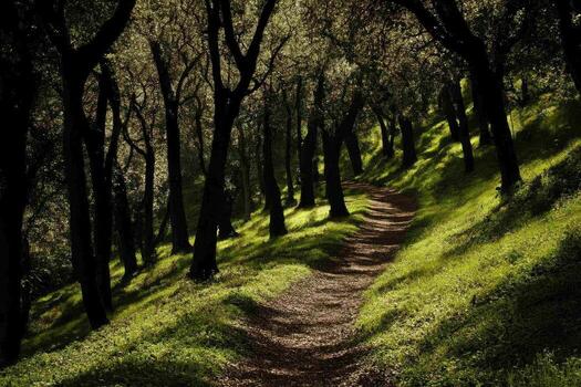 A path through a forest with trees and grass photo
