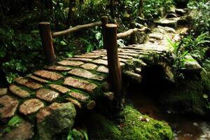 A bridge in the jungle with moss growing on it photo