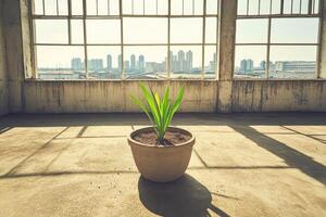 A plant in a pot sitting in an empty room photo