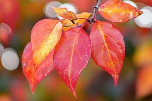 A close up of a red leaf on a tree photo