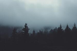 Dark forest with trees and fog photo